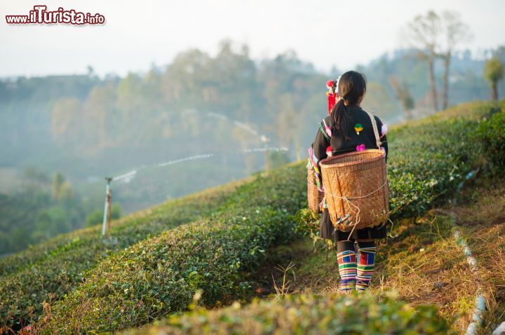 Immagine Una donna di Chiang Rai trasporta foglie di té, Thailandia - © Bon Appetit / Shutterstock.com
