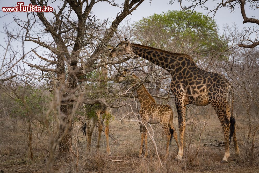 Immagine Una famiglia di giraffe a colazione nel parco naturale Mkhaya nello Swaziland, Africa. Foglie e ramoscelli degli alberi sono l'alimentazione principale delle giraffe.