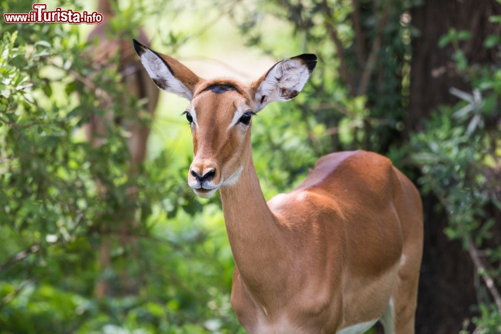 Immagine Una femmina di impala nei pressi del lago Manyara, riserva naturale della Tanzania. Questo mammifero artiodattilo appartiene alla famiglia dei Bovidi ed è diffuso nelle savane dell'Africa orientale e centro meridionale.