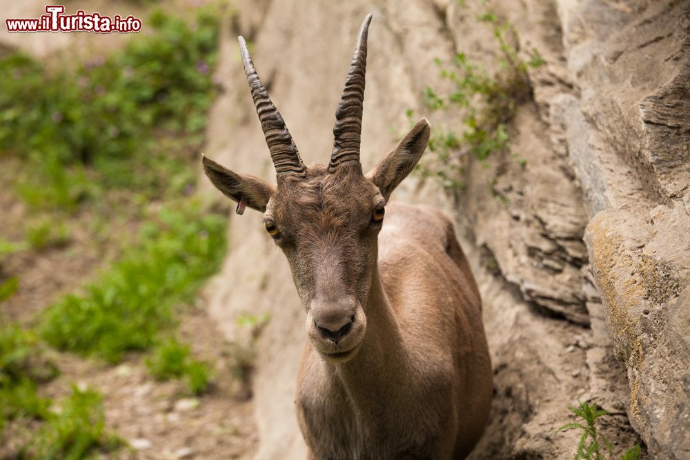 Immagine Una femmina di stambecco al Parc d’Animalier di Introd, Valle d'Aosta.