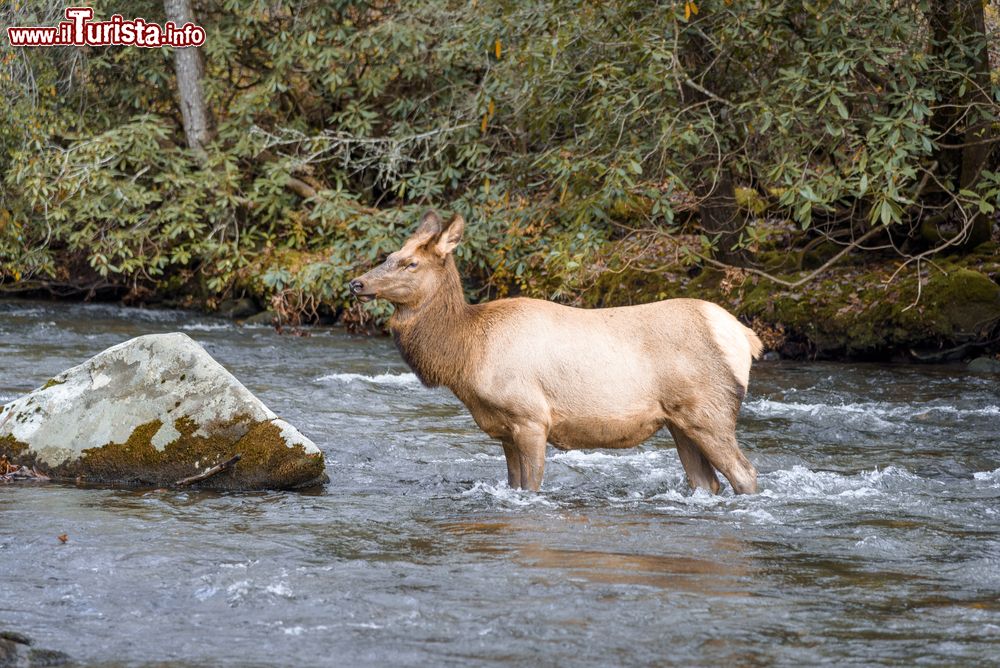 Immagine Una femmina gravida di alce nel fiume Tennessee al parco nazionale delle Great Smoky Mountains (USA).