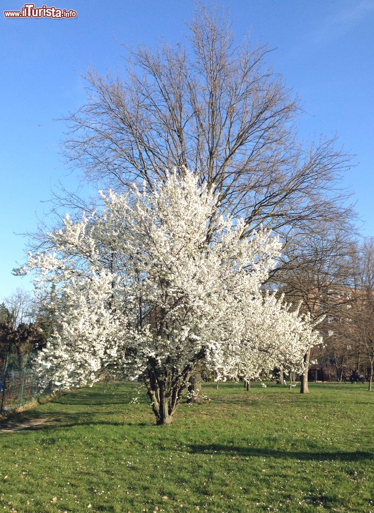 Immagine Una fioritura primaverile al Parco della Resistenza a San Lazzaro di Savena (BO)