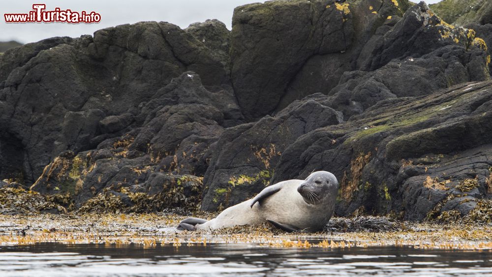 Immagine Una foca si riposa nei pressi di Hvammstangi, sulla penisola di Vatnsnes, nel nord dell'Islanda.