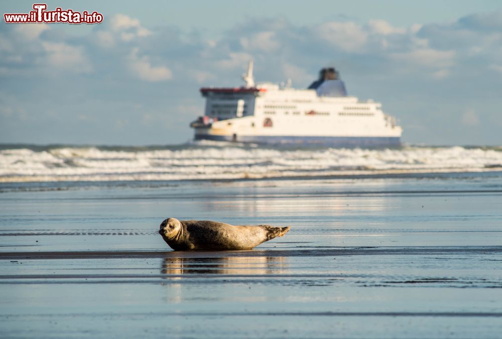 Immagine Una foca si riposa al tramonto sulla spiaggia di Calais, Francia.