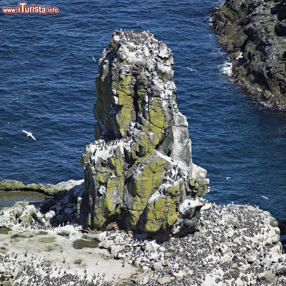 Immagine Una folta colonia di uccelli sull'isola di Rathlin, Irlanda del Nord.