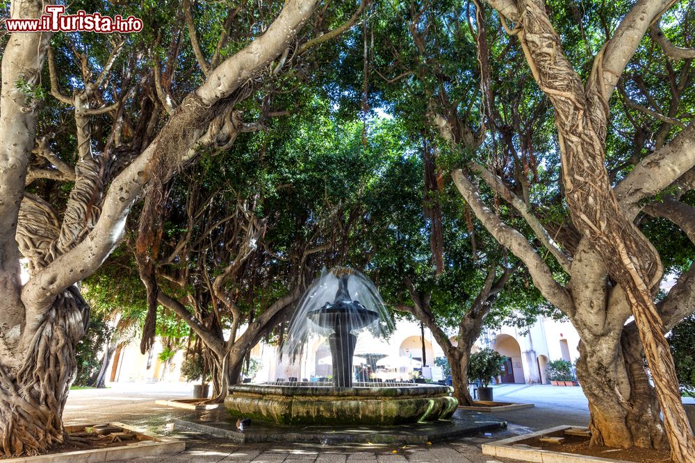 Immagine Una fontana nella Piazza del Municipio di Marsala, circondata da alberi di ficus