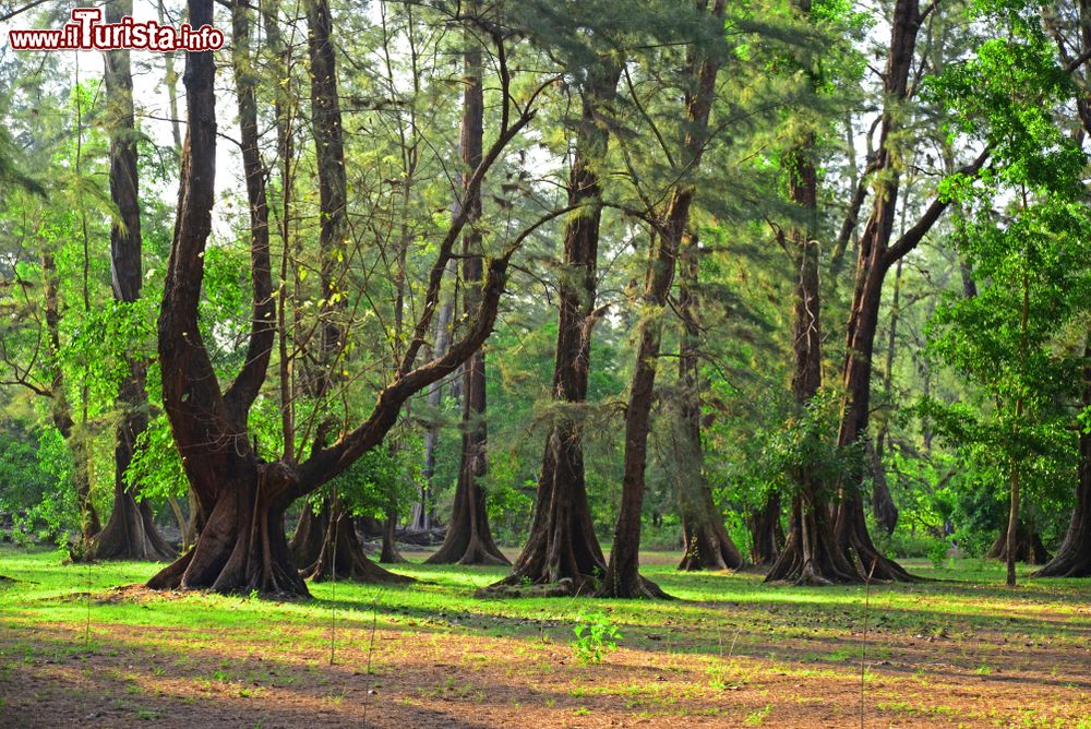 Immagine Una foresta di pini nel parco nazionale di Laem Son, Ranong, Thailandia.