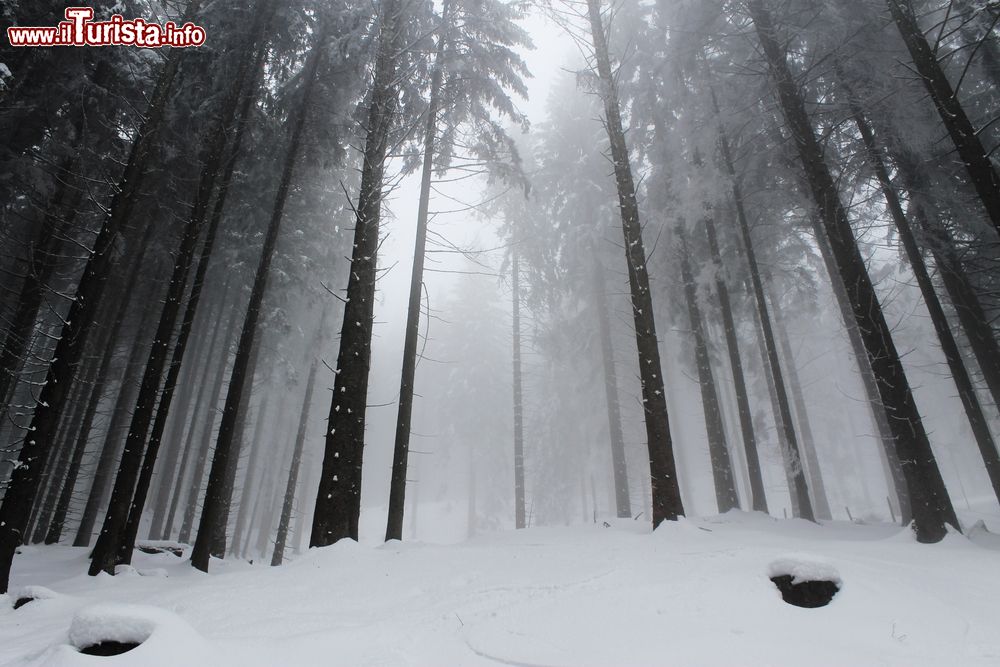 Immagine Una foresta innevata in una giornata di nebbia a Murnau am Staffelsee, Germania.