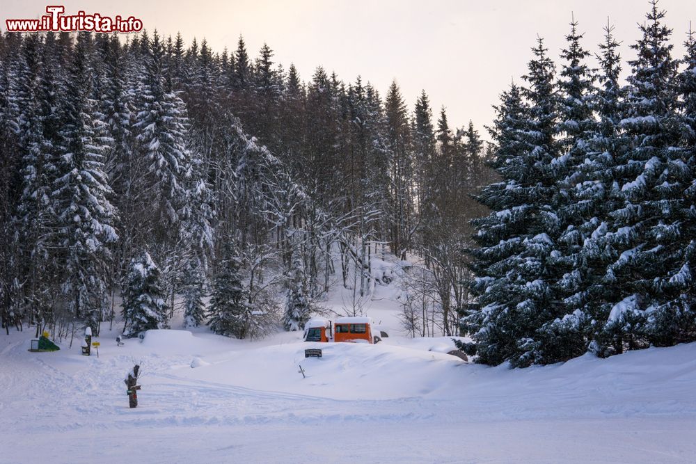 Immagine Una foresta innevata su una pista per famiglie a Semmering, Austria.