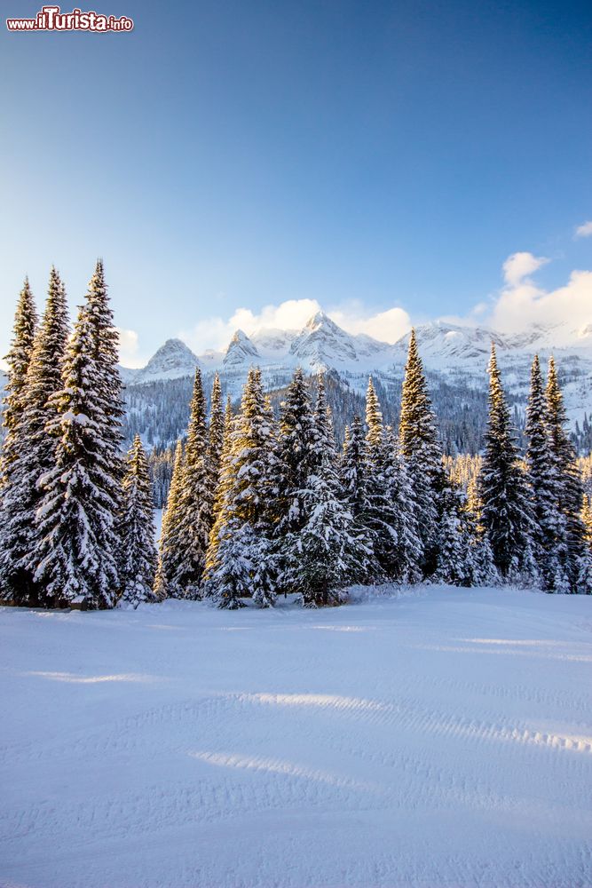 Immagine Una foresta innevata vicino alla cittadina di Fernie, British Columbia, Canada.