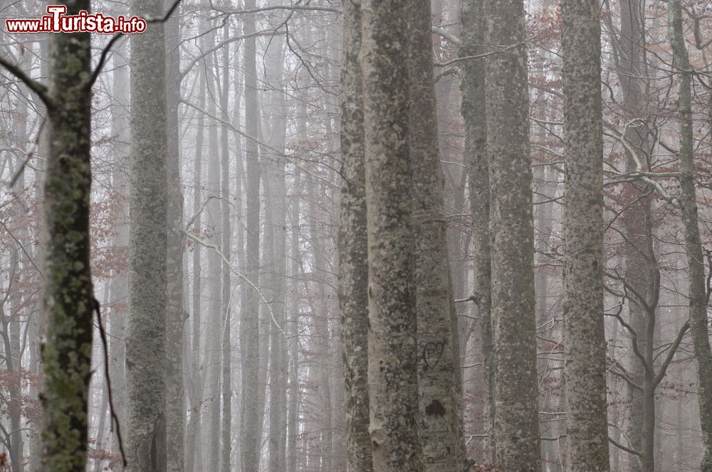 Immagine Una foresta nei dintorni di Castel del piano, borgo della Toscana