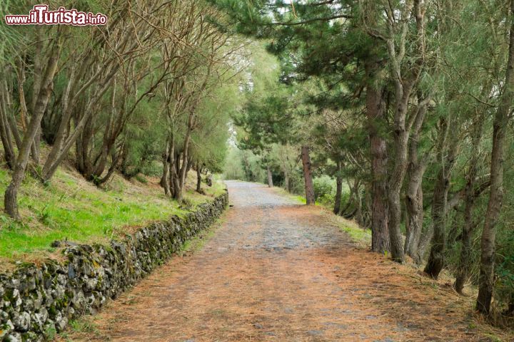 Immagine Una foresta sulle pendici dell'Etna, nei pressi di Bronte