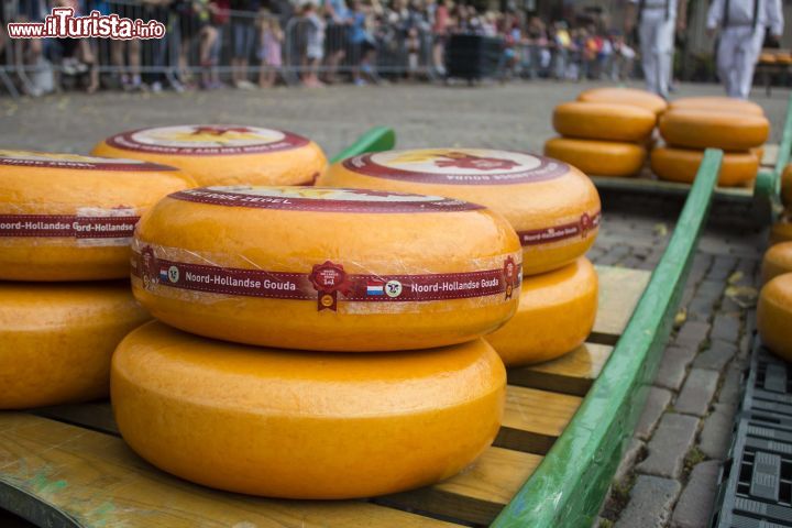 Immagine Una forma di gouda cheese di 14 kg circa di peso al mercato di Alkmaar - Il più antico formaggio al mondo registrato nel lontano 1184, ancora oggi rappresenta per tutta l'Olanda un vanto non indifferente. Sia perché il suo ruolo ha permesso alla gastronomia locale di essere esportata in tutto il mondo, sia perché diversi paesi hanno sempre provato ad imitare il famoso Gouta senza mai riuscirci - © Michela Garosi / www.thetravelover.com/it/