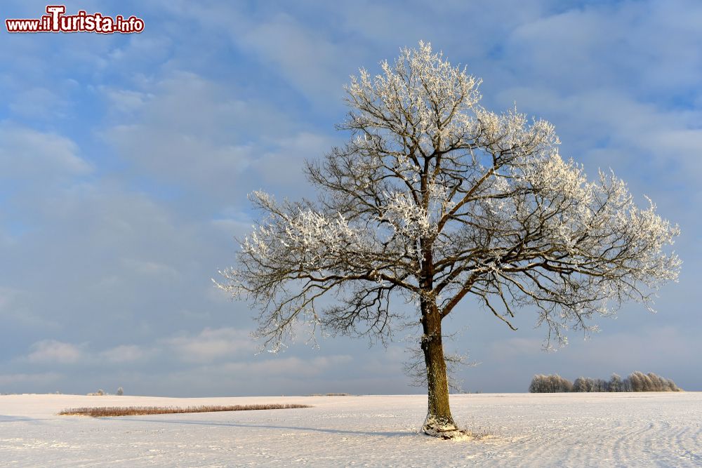 Immagine Una fredda giornata invernale nei pressi della città di Siauliai, Lituania. I rami dell'albero sono ricoperti dalla neve così come il terreno.