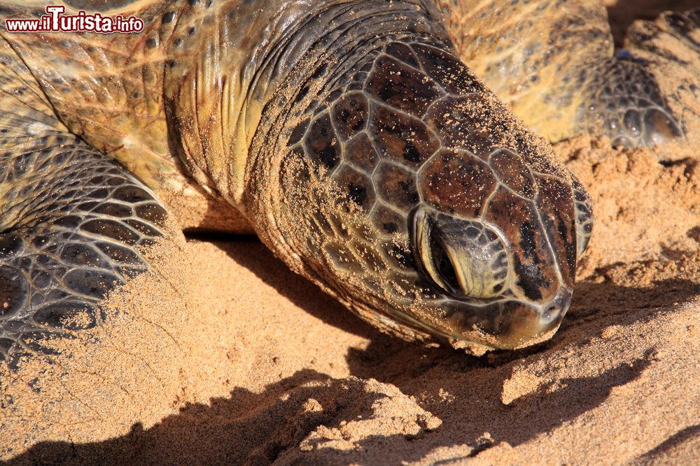 Immagine Una giovane tartaruga sull'isola di Fernando de Noronha, Brasile. La riserva si occupa di controllare la salute e lo stato di crescita delle tartarughe.