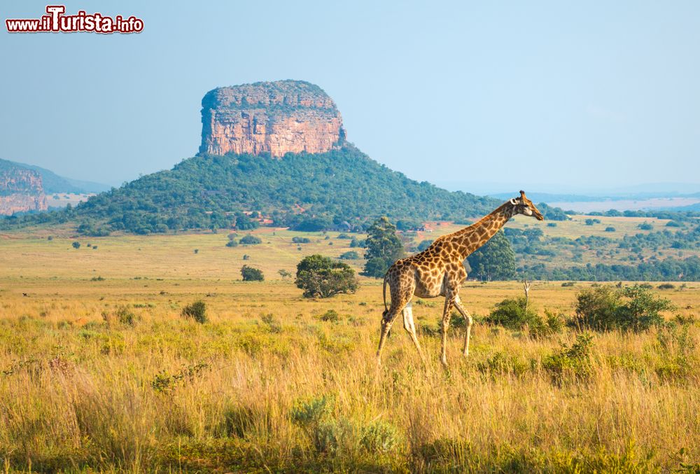 Immagine Una giraffa (Giraffa Camelopardalis) passeggia nella savana africana all'Entabeni Safari Reserve, provincia di Limpopo (Sudafrica).