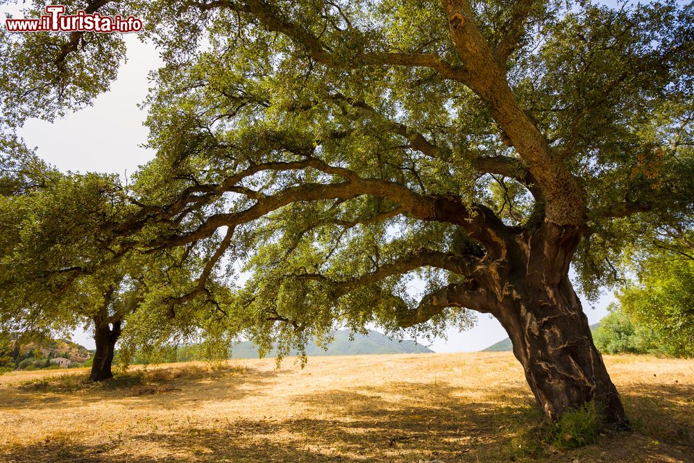 Immagine Una grande quercia nelle campagne di Muravera in Sardegna