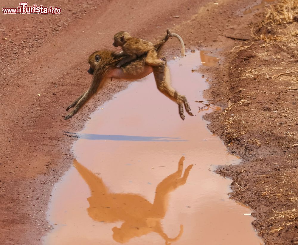 Immagine Una mamma babbuina con il suo cucciolo in groppa al lago Manyara, Tanzania.