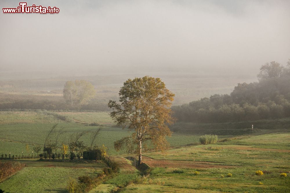Immagine Una mattina nebbiosa nelle zone umide del Padule di Fucecchio in Toscana