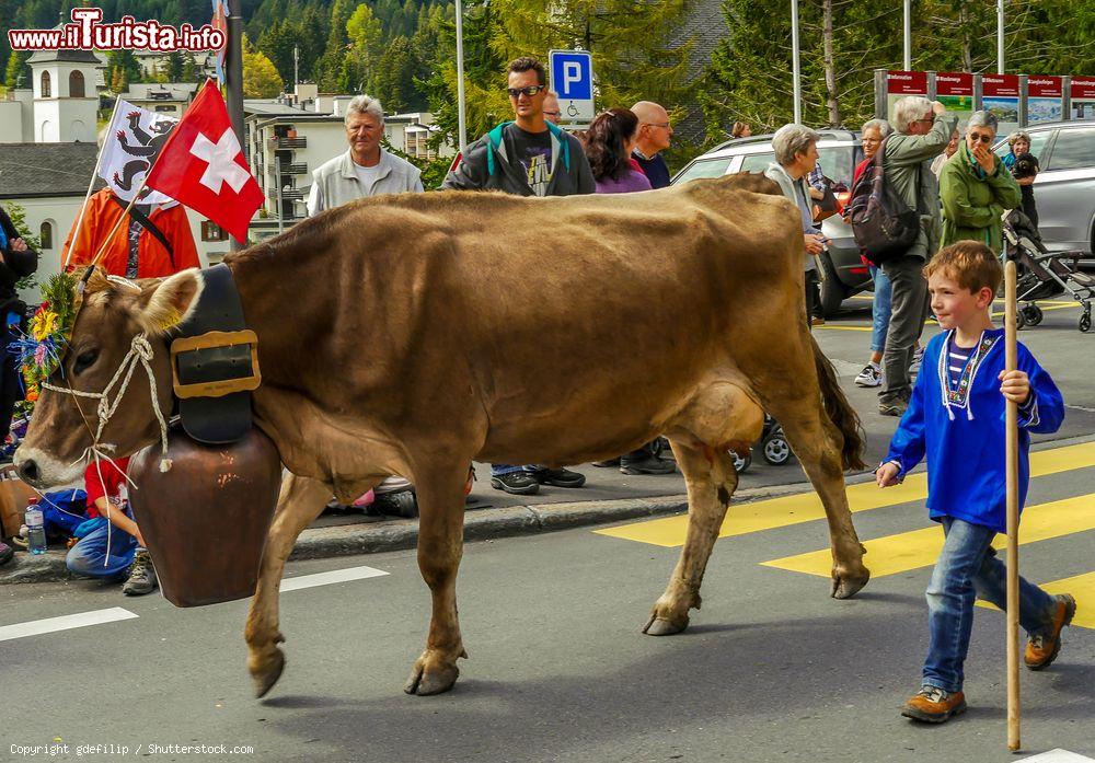 Immagine Una mucca per le strade di Lenzerheide durante la tradizionale sfilata Alpabzug, Svizzera - © gdefilip / Shutterstock.com