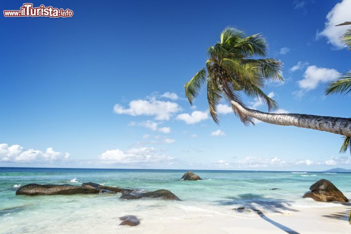 Immagine Una palma ondeggia su una spiaggia tropicale a Silhouette island, Seychelles, Africa - © Serge Vero / Shutterstock.com