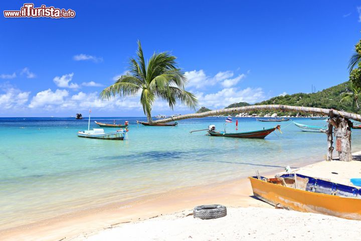 Immagine Una palma si allunga sul mare limpido di Koh Tao, Thailandia. L'interno di questa splendida isola che si estende per 21 chilometri quadrati si presenta con una natura selvaggia e lussureggiante - © Kosin Sukhum / Shutterstock.com