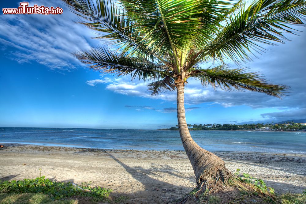 Immagine Una palma sulla spiaggia tropicale di Puerto Plata, Repubblica Dominicana.