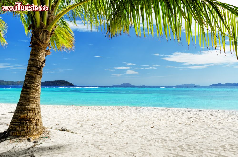 Immagine Una palma verde e la sabbia bianca su una spiaggia di Malcapuya, Palawan, Filippine.