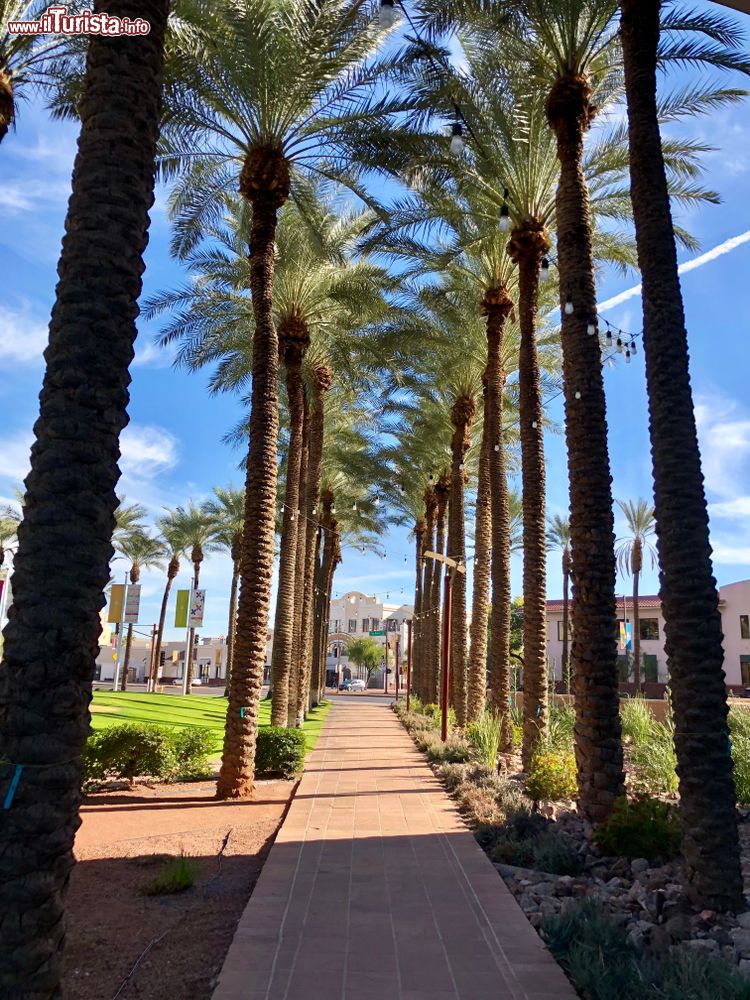 Immagine Una passeggiata alberata con palme nel centro di Scottsdale, Arizona. 