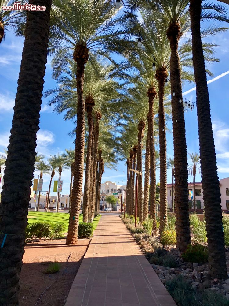 Immagine Una passeggiata alberata con palme nel centro di Scottsdale, Arizona. 