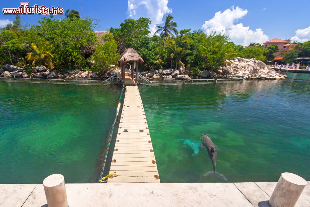 Immagine Una passeggiata sul Mare dei Caraibi con i delfini che nuotano a Puerto Aventuras, Messico.