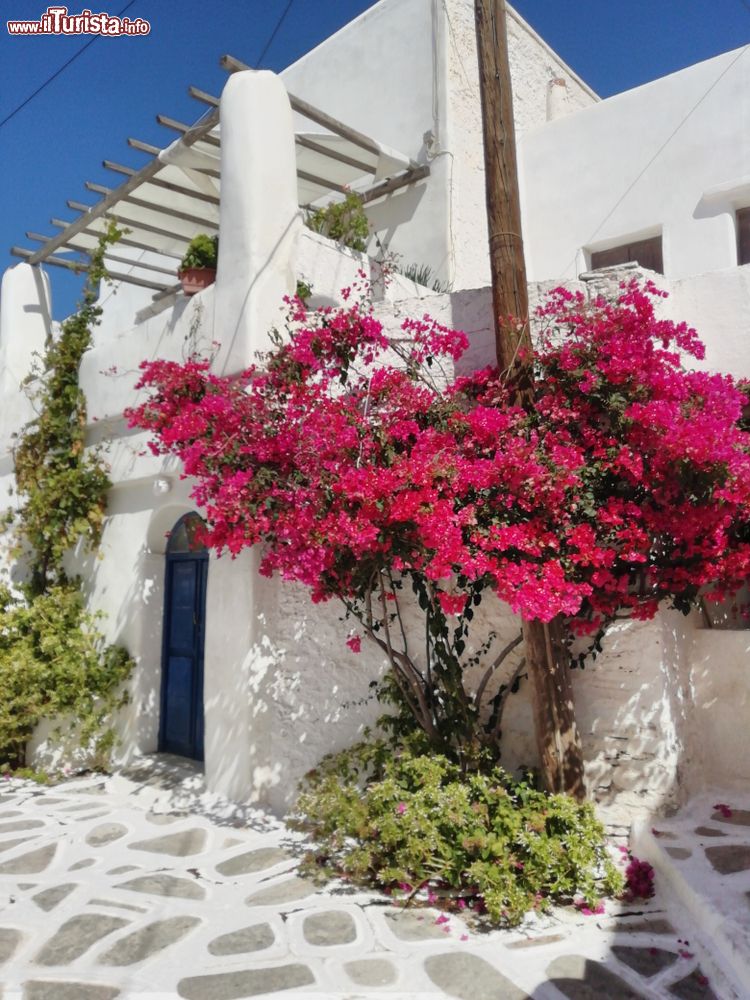 Immagine Una pianta di bouganvillea in un vicoeltto dell'antica Chora sull'isola di Sikinos, Grecia.