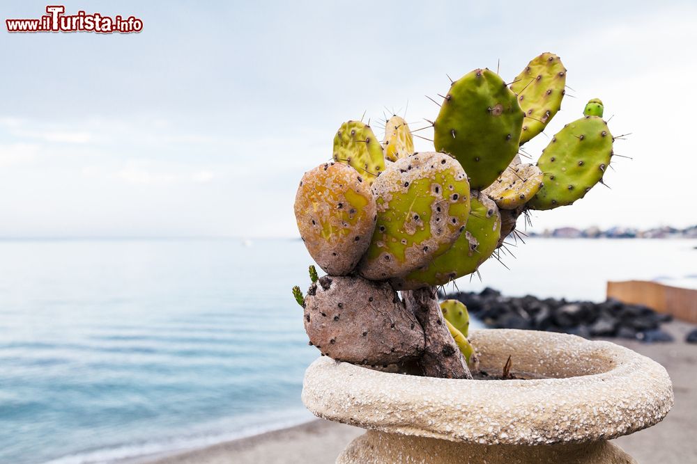 Immagine Una pianta di cactus con la città di Giardini Naxos sullo sfondo, Sicilia.
