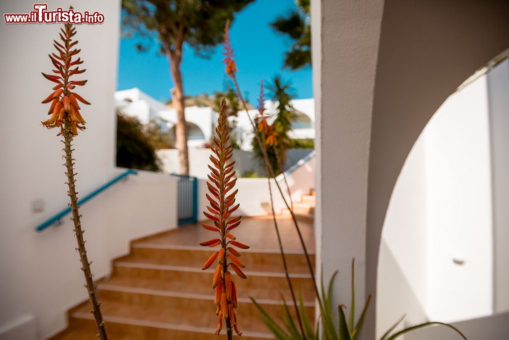 Immagine Una pianta fiorita in un edificio di Pissouri, Cipro.