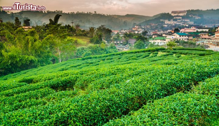 Immagine Una piantagione di té nel villaggio di Wawee a Chiang-Rai, nord della Thailandia - © Jedsada Kiatpornmongkol / Shutterstock.com