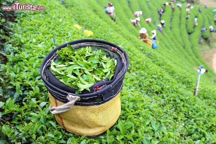 Immagine Una piantagione di té verde in Thailandia: siamo nei pressi di Chiang Rai, località circondata da un territorio rigoglioso e ammantato di foresta - © luamduan / Shutterstock.com