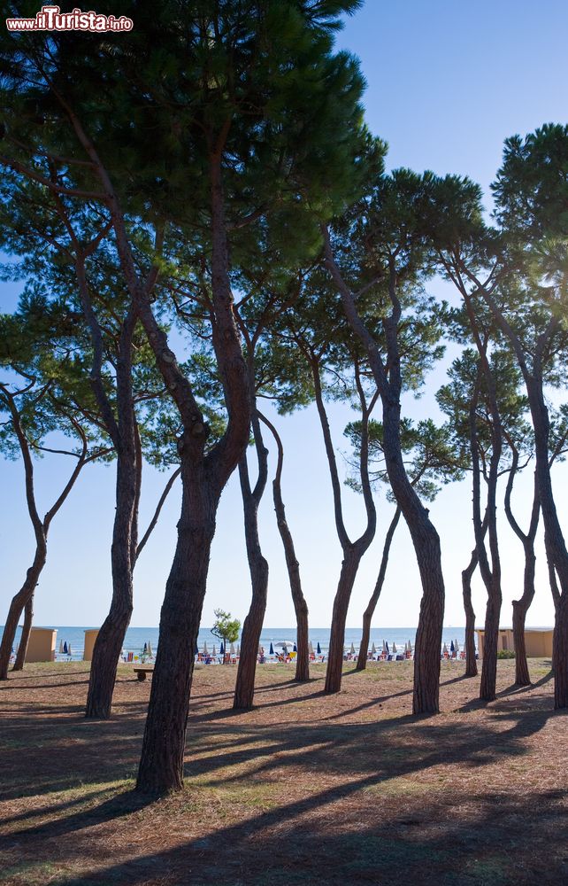 Immagine Una pineta costiera in Abruzzom, nei pressi di Pineto
