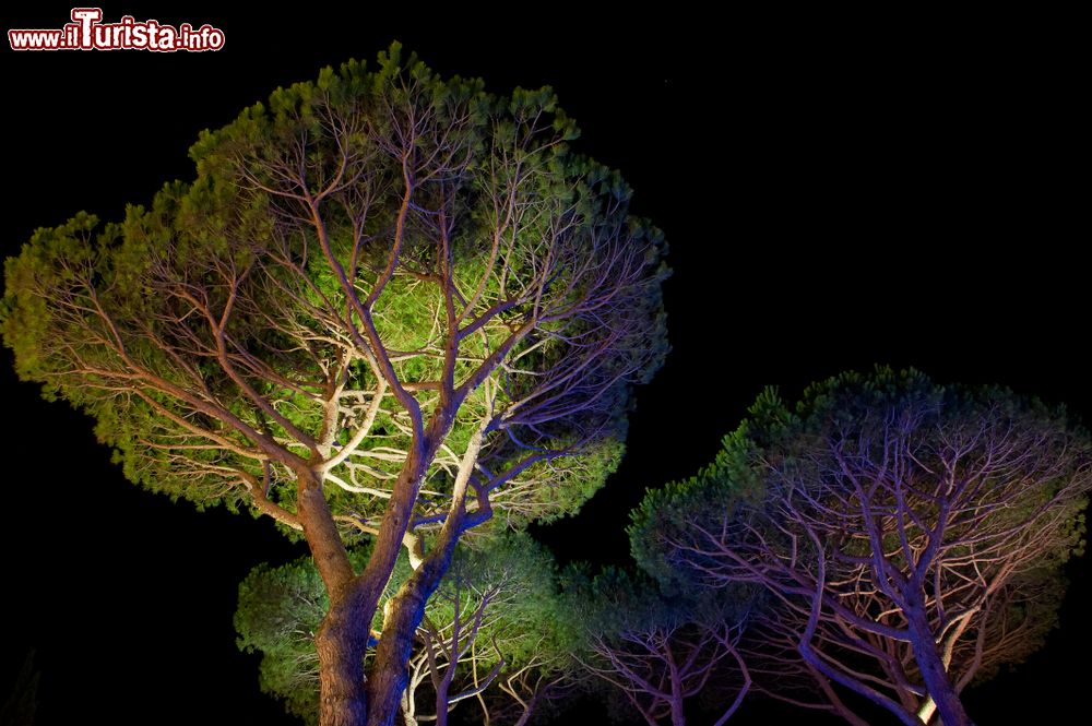 Immagine Una pineta illuminata di notte a Punta Ala, provincia di Grosseto, Toscana.