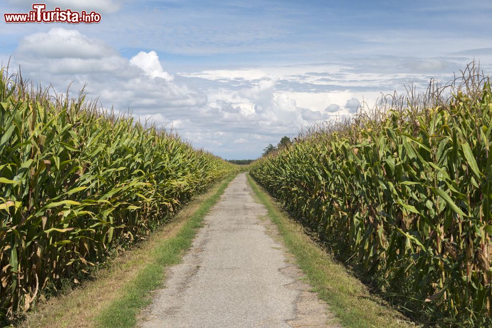 Immagine Una pista ciclabile tra le poannocchie di granoturco a Morimondo in Lombardia
