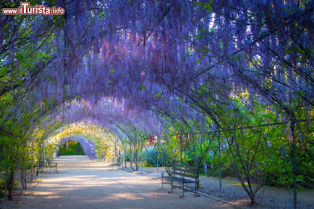 Immagine Una pittoresca galleria di glicine nei Giardini Botanici di Adelaide, Australia.