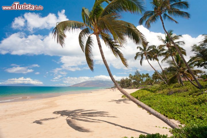 Immagine Una pittoresca spiaggia tropicale nei pressi di Kihei, isola di Maui, Hawaii. A fare da cornice alla finissima sabbia dorata sono palme frondose e vegetazione rigogliosa.