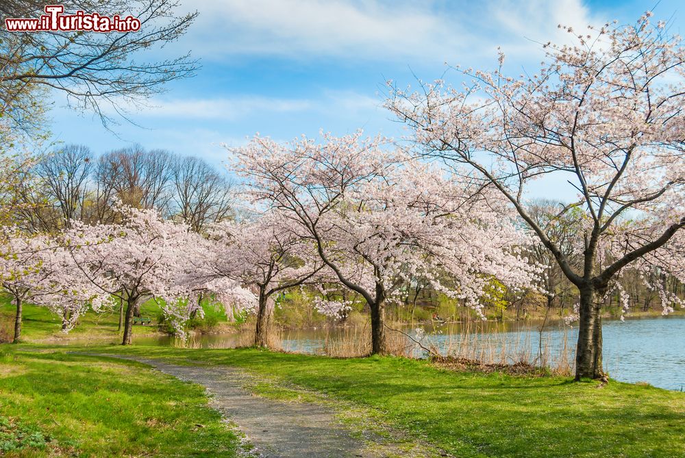 Immagine Una pittoresca veduta di Branchbrook Park nella città di Newark (New Jersey) in primavera con i ciliegi in fiore.