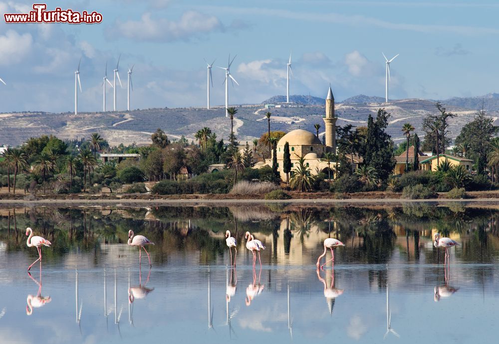 Immagine Una pittoresca veduta di Larnaka, isola di Cipro: la moschea del sultano Hala Tekke con le pale eoliche sullo sfondo e, in primo piano, i fenicotteri sul lago salato.