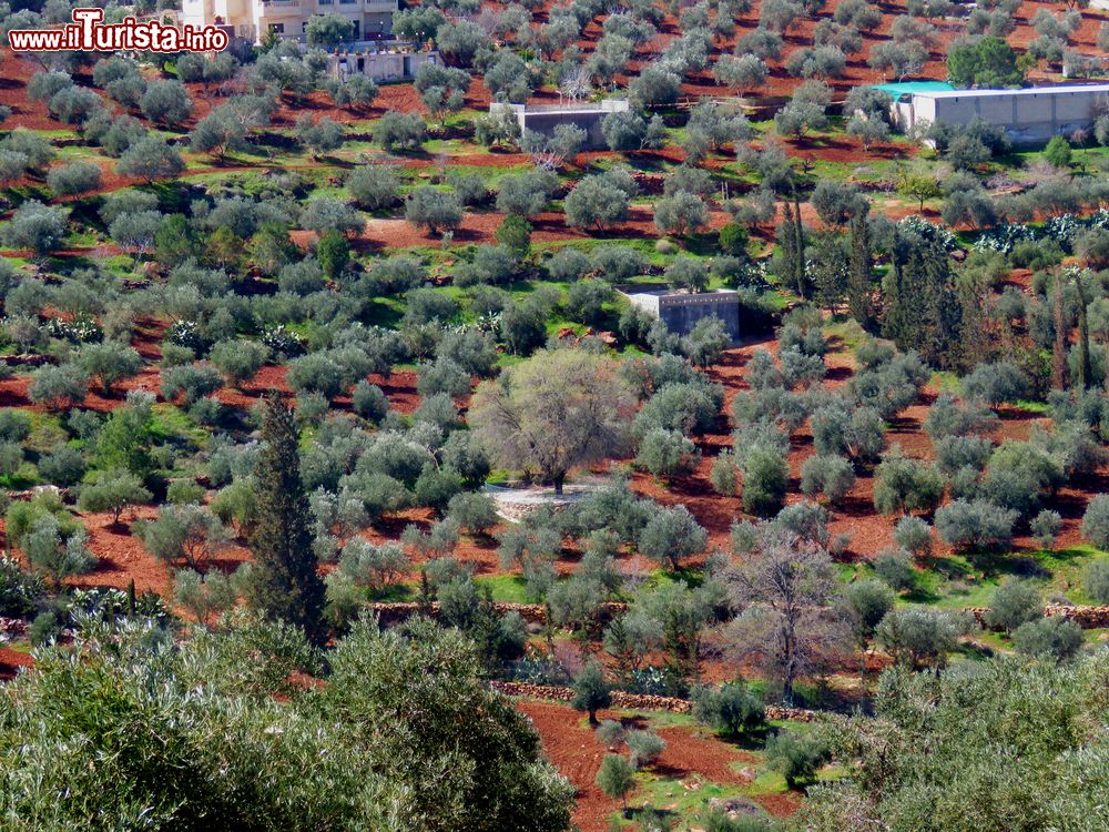 Immagine Una quercia in mezzo a un campo di ulivi a Al-Salt, nord ovest di Amman, Giordania.