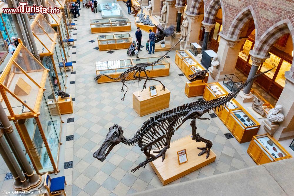 Immagine Una sala del Museo di Storia Naturale di Oxford, Inghilterra (UK). L'edificio, una splendida cattedrale neogotica in ghisa, ospita al suo interno collezioni entomologiche, zoologiche e geologiche di grande importanza - © Foto-up / Shutterstock.com