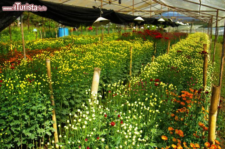 Immagine Una serra di fiori colorati in una fattoria a Chiang Rai, Thailandia - © pixbox77 / Shutterstock.com