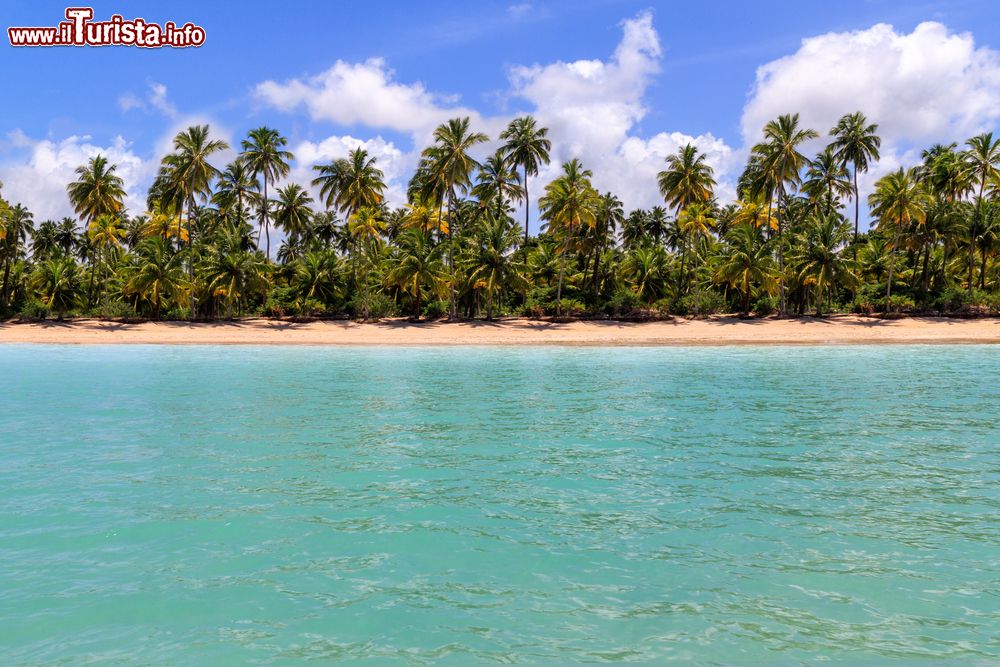 Immagine Una spiaggia con palme vista dall'acqua di Maragogi, stato di Alagoas, Brasile.