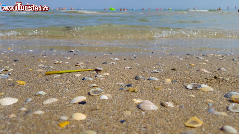 Immagine Una spiaggia di Jesolo con le conchiglie, provincia di Venezia, Veneto.