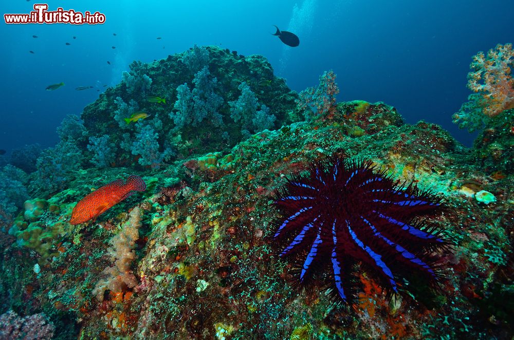 Immagine Una stella corona di spine (Acanthaster planci) si nutre di coralli vivi nel mare delle Andamane, arcipelago di Mergui (Myanmar).