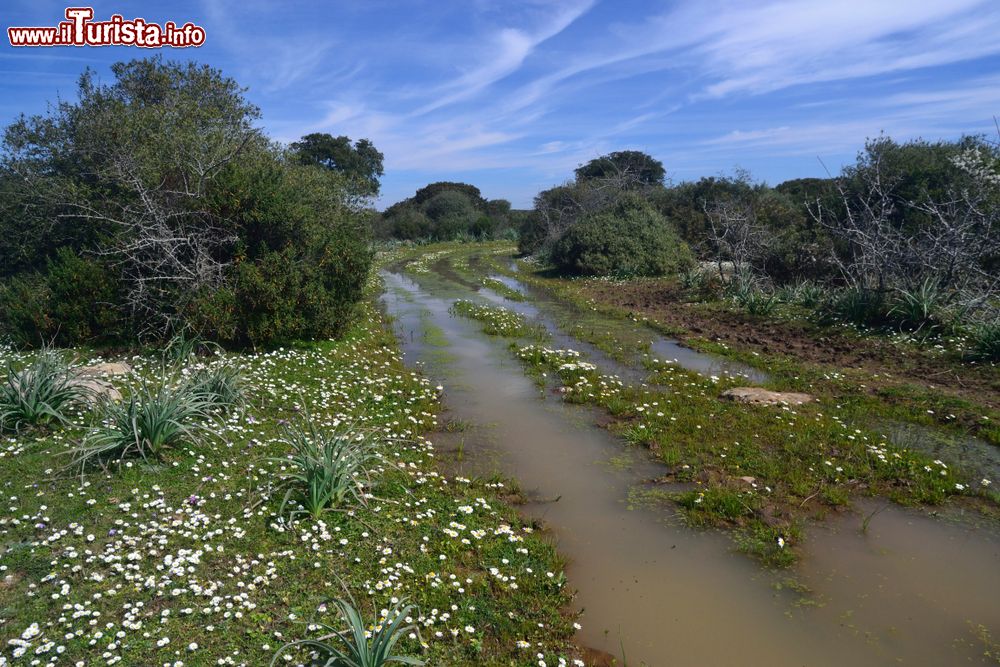 Immagine Una strada dell'Altopiano della Giara vicino a Tuili in Sardegna